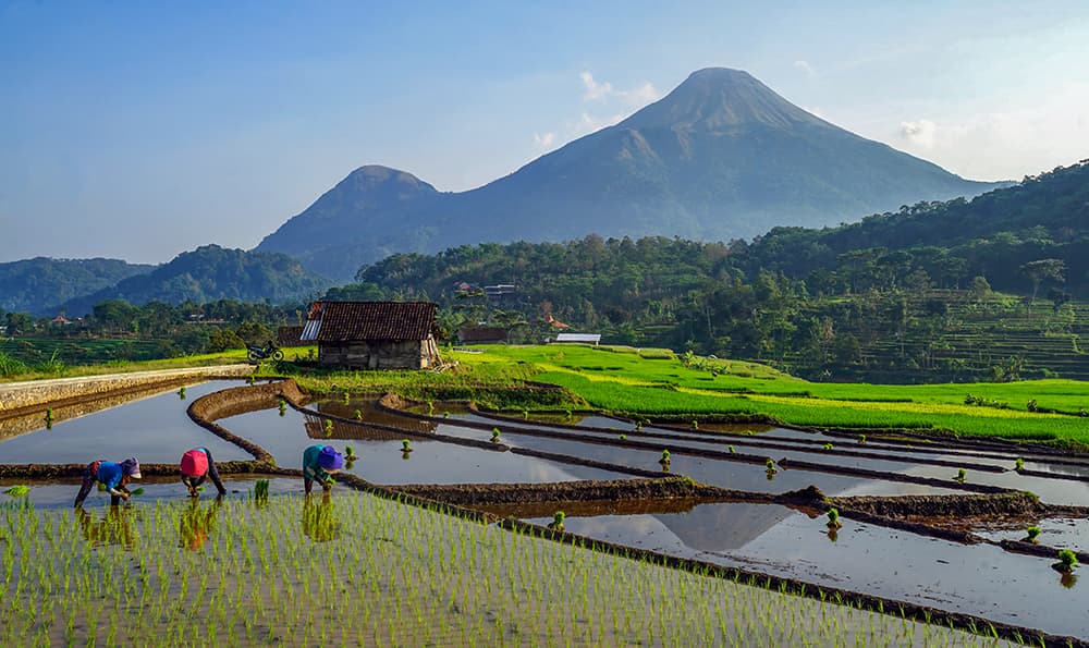 Hamparan Sawah Subur di Kaki Gunung